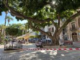 Los ficus de la Glorieta continan balizados como medida preventiva frente a la cada de ramas