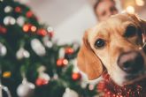 Seis consejos para disfrutar de una Navidad  segura con nuestras mascotas