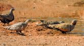 Miembros del grupo de Zoologa Bsica y Aplicada a la Gestin y a la Conservacin de la UMU aseveran los mltiples beneficios que ofrecen las charcas y abrevaderos a las aves terrestres