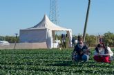 Diez nuevas variedades de espinaca, protagonistas en los Open Days de Tozer Ibrica