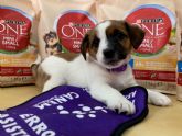 Purina colabora con la Fundacin Canem donando ms de 300 kilos de alimento para sus cachorros