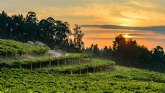 Pazo Senorans Seleccin de Anada 2013, primer vino blanco en conseguir 100 puntos Penn