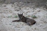 Dos linces y un quebrantahuesos abatidos en un año alertan de la caza ilegal