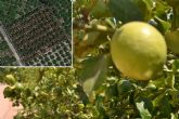 Imgenes areas y de mvil permiten estimar con exactitud la produccin de los limoneros