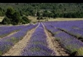 La agricultura en Moratalla: Entre la imagen y la realidad