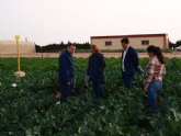 Ms de 200 agricultores, tcnicos y empresarios se interesan por las nuevas variedades de coles y brcoli