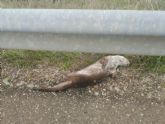 Otra nutria atropellada