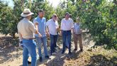 El Gobierno regional pone a disposicin de los agricultores afectados por el granizo de ayer tratamientos cicatrizantes del arbolado danado