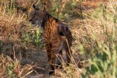 La Región recibirá 10 nuevos ejemplares de lince ibérico para su reintroducción en Las Tierras Altas de Lorca