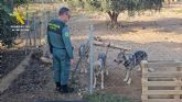 La Guardia Civil sorprende a un vecino de Lorca con cuatro lobos ibéricos como mascotas