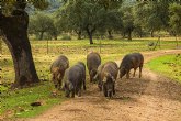 Tipos de cerdo ibrico que los espanoles deben conocer