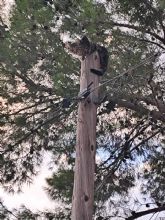 Once días atrapado: denuncian falta de acción del Ayuntamiento en el rescate de un gato en Molina de Segura