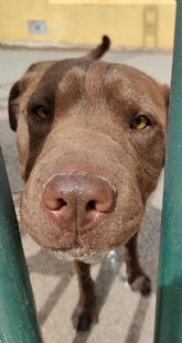 Los veterinarios advierten de que los medicamentos humanos son perjudiciales para las mascotas