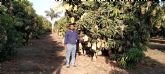 El mango de la India apuesta por mejorar las Buenas Prcticas Agrcolas y la Gestin Postcosecha