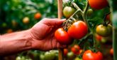 Noe y la revolución de los tomates