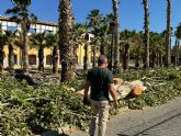 El Ayuntamiento denuncia la falta de sensibilidad del Gobierno de España a la hora de trasplantar 300 árboles afectados por las obras del soterramiento del AVE