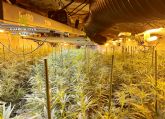 La Guardia Civil desmantela un punto de cultivo y elaboración de droga con cerca de 2.500 plantas de marihuana en una casa cueva