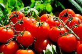 TOMATE. Un informe cientfico cuantifica por primera vez las aportaciones de la obtencin vegetal y el impacto en la cadena de valor