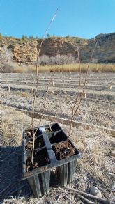 ANSE plantar 500 olmos resistentes a la grafiosis en La Huertecica