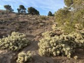 Eliminación de una especie de flora invasora en más de 10 hectáreas del paraje de la Aceña del Hierro de Totana