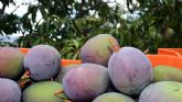 El Festival de la Cosecha del Mango de Repblica Dominicana trascurre con 'Brillante xito'