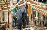 El gorila Kiburi se une a una nueva familia en el Zoo de Londres