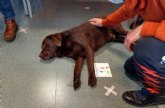 La Ctedra Animales y Sociedad desarrolla un proyecto de terapia asistida con perros para personas diagnosticadas con trastorno psictico