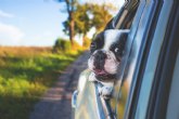 Viajes en coche y mascotas: las claves para desplazamientos seguros y agradables