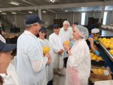 Murcia produce la mitad de los melones exportados por Espaa que tienen a Alemania como principal destino