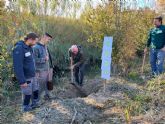 El meandro del ro Segura entre El Raal y Beniel recupera el bosque de ribera gracias a la replantacin del Ayuntamiento con ANSE