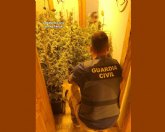 La Guardia Civil desmantela en un piso de Totana un invernadero con más de 200 plantas de marihuana