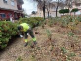 El Ayuntamiento de Murcia comienza a podar ms de 10.000 rosales para conseguir una mayor floracin a partir de abril