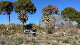 Los pinos centenarios de Churra reciben un tercer riego de emergencia ante la falta de lluvia