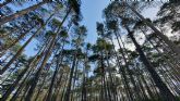 Bosque Innova: un proyecto para crear empleo y emprendimiento verde, revertir la despoblacin, promoviendo la gestin forestal y mejorando la biodiversidad en el sistema Ibrico Sur