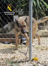 La Guardia Civil investiga a dos vecinos de Calasparra por maltrato animal