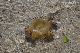 El aumento de la temperatura y del nivel de transparencia propicia la aparicin de medusas en el Mar Menor