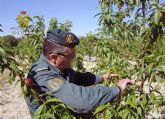 La Guardia Civil investiga a dos empresarios agrcolas por la multiplicacin de variedades vegetales protegidas