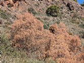 Salvaguardan la flora protegida del Cabezo de la Jara y de la Rambla de Nogalte ante la sequía mientras Sierra Espuña se seca