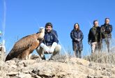 La Región de Murcia cuadruplica su población de buitres leonados y ya roza las 300 parejas reproductoras