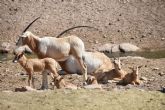 Terra Natura Murcia da la bienvenida a cinco nuevas crías de Oryx cimitarra (Oryx dammah)