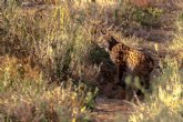 Documental ´Uno más entre nosotros´: la reintroducción del lince ibérico en la Región de Murcia