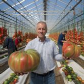 Tomates del tama�o de sand�as, la apuesta de los productores murcianos para alimentar al mundo en 2050