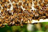 Ecocolmena lanza tres concursos para escolares para fomentar la proteccin de las abejas