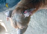 La Guardia Civil investiga al propietario de un desguace por delito de maltrato animal La Guardia Civil investiga al propietario de un desguace por delito de maltrato animal
