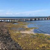 La Comunidad Autnoma tampoco retirar fangos en el Mar Menor este verano