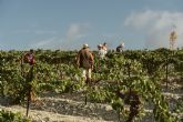 El Marco de Jerez despide la mejor campaña de vendimia de los últimos tiempos