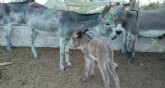 Una vecina de Lorca lanza campana de crowdfunding para proteger a 117 burros en su nuevo refugio