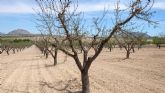 Los productores de frutos secos regionales alertan de la 