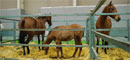 XIII Saln Nacional de Caballos de Pura Raza de Murcia (Equimur)